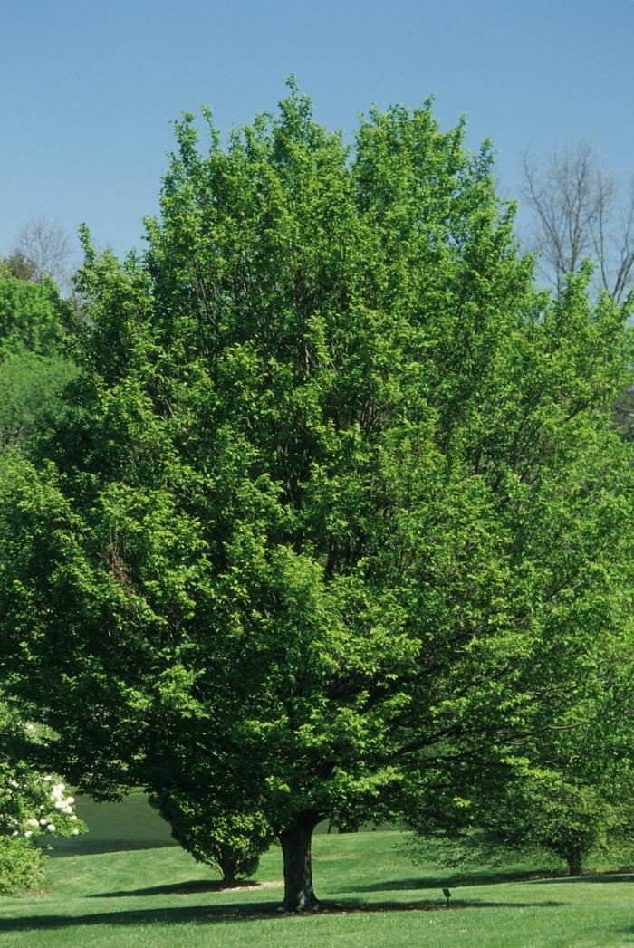 Carpinus betulus