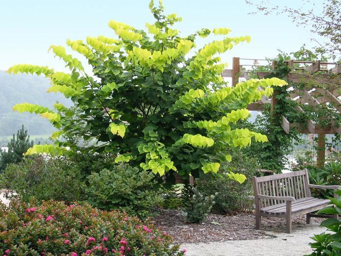 Cercis canadensis Hearts of Gold
