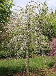 Cercis canadensis Vanilla Twist
