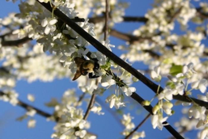 Cercis canadensis Alba