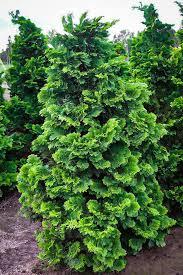 Chamaecyparis obtusa Gracilis Compacta