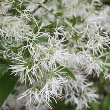 Chionanthus virginicus Spring Fleecing