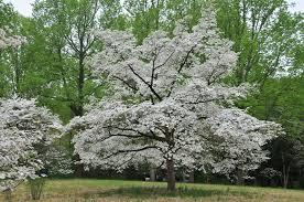 Cornus florida Appalachian Snow