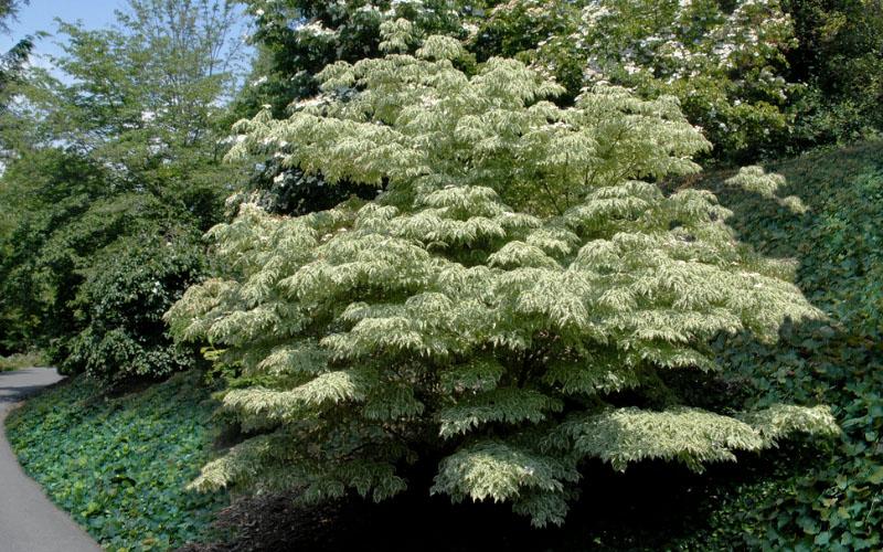Cornus kousa Samaritan™