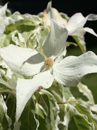 Cornus kousa Summer Fun