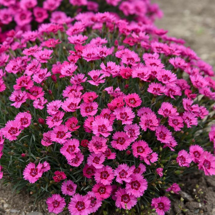 Dianthus Paint the Town Fancy