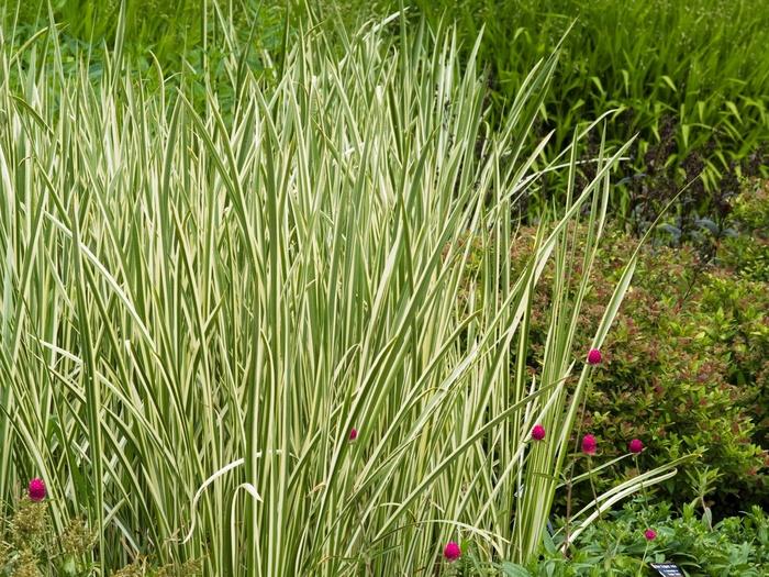 GR-Miscanthus s. Variegatus