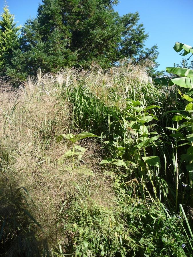 GR-Miscanthus x Giganteus