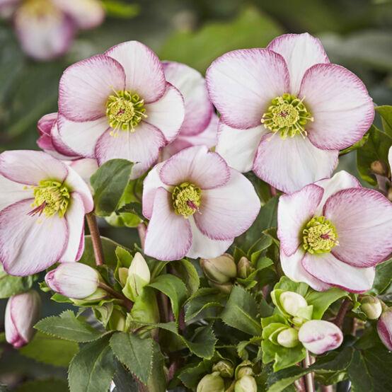 Helleborus HGC® Ice 'n Roses® Picotee
