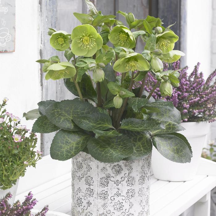 Helleborus Frostkiss® Illumi Lime
