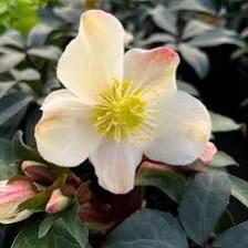 Helleborus HGC® Mahogany Snow
