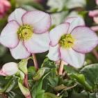 Helleborus x glandorfensis HGC® Ice 'n Roses® Early Rose