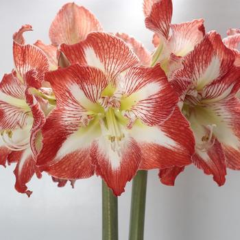 Hippeastrum Minerva