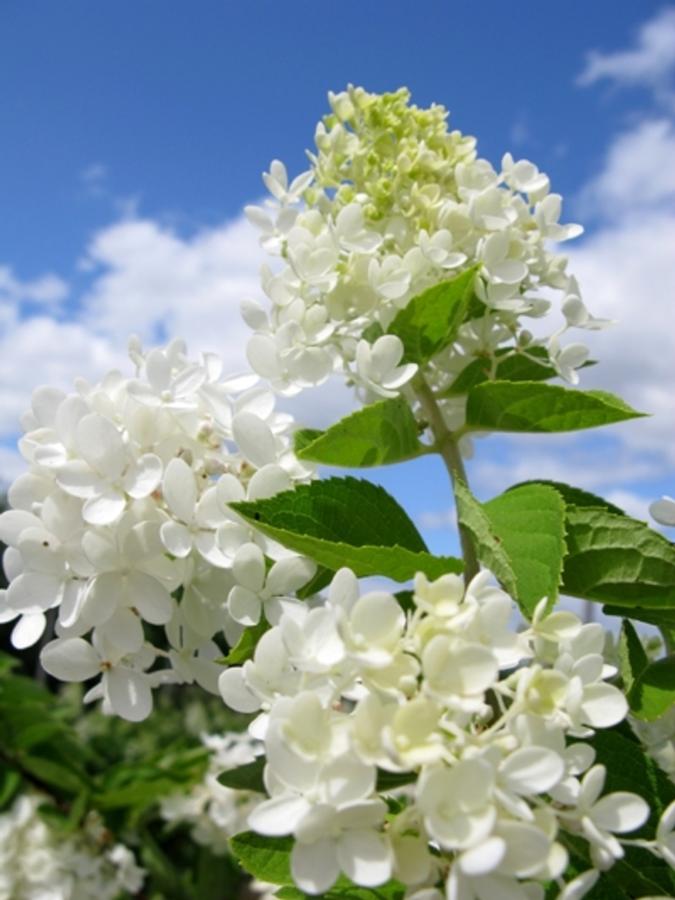 Hydrangea paniculata Grandiflora