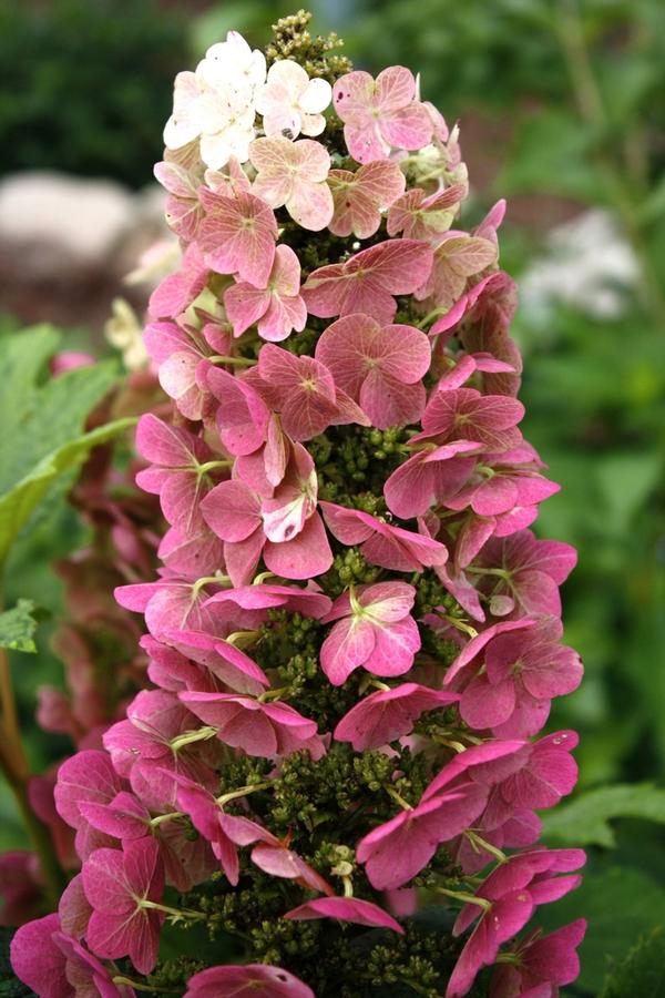 Hydrangea quercifolia Jetstream™