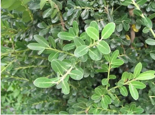 Ilex c. Schwoebel Upright