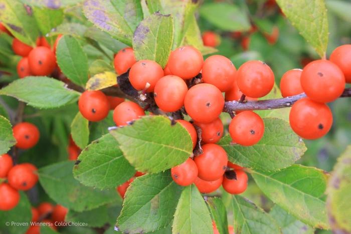 Ilex verticillata Little Goblin® Orange