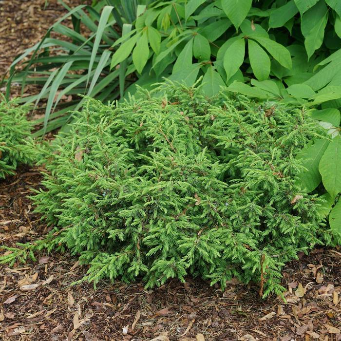 Juniperus communis Tortuga®