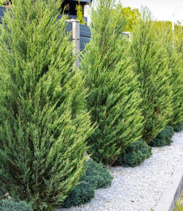 Juniperus chinensis Hetzii Glauca