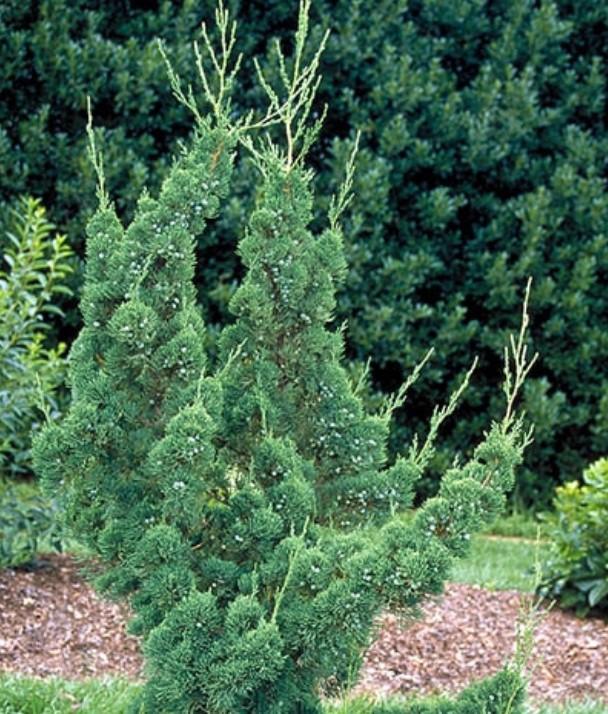 Juniperus chinensis Robusta Green