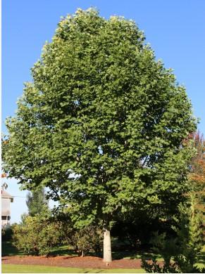Liriodendron tulipifera Emerald City®