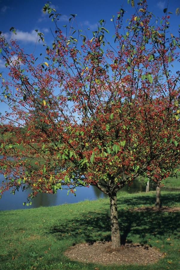 Malus Donald Wyman