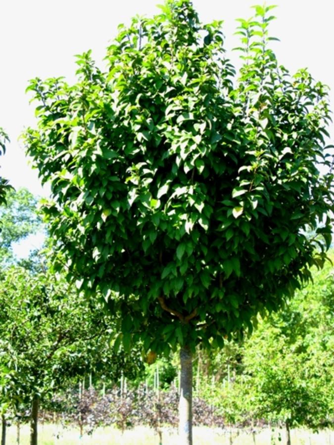 Malus Lanzam