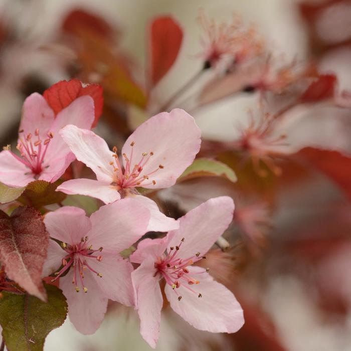 Malus Royal Rain Drops