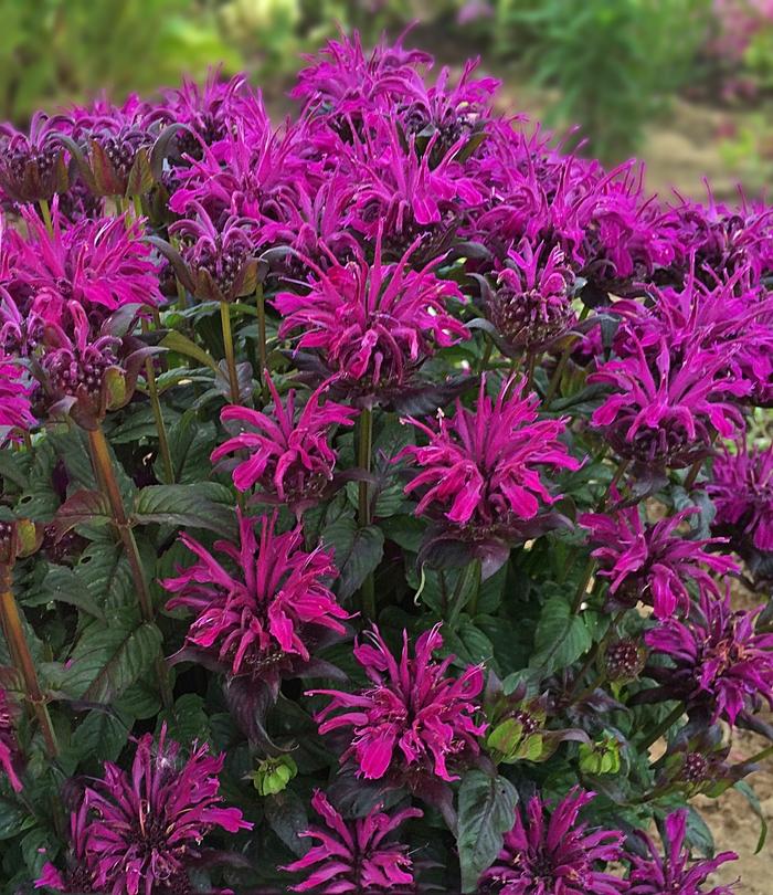 Monarda didyma Sugar Buzz® Rockin' Raspberry