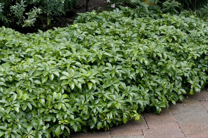 Pachysandra terminalis