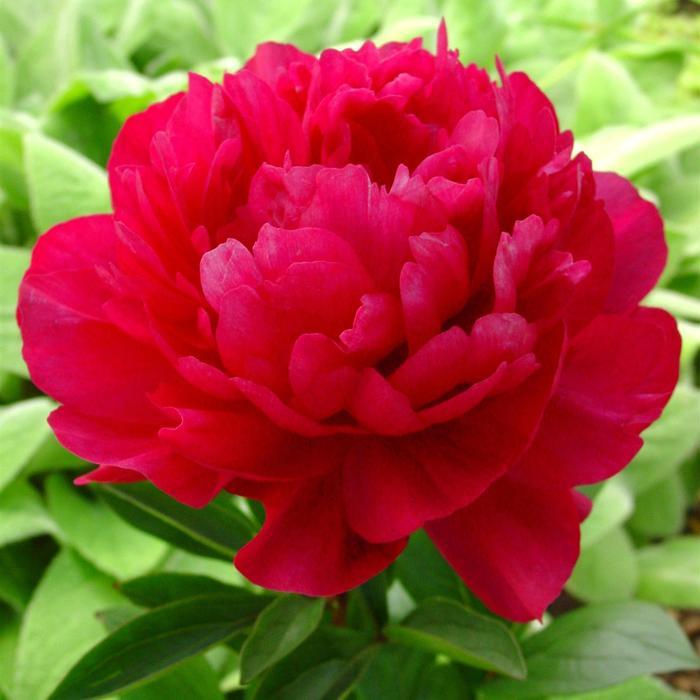 Paeonia lactiflora Sarah Bernhardt