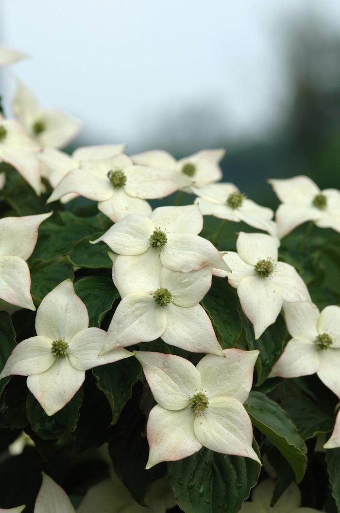 Cornus kousa Ed Mezitt