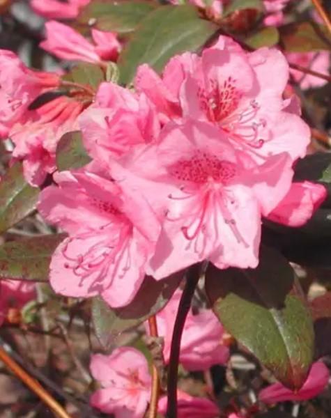 Rhododendron Weston's Aglo