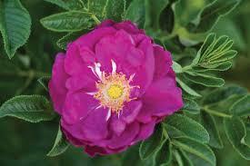 Rosa rugosa Purple Pavement