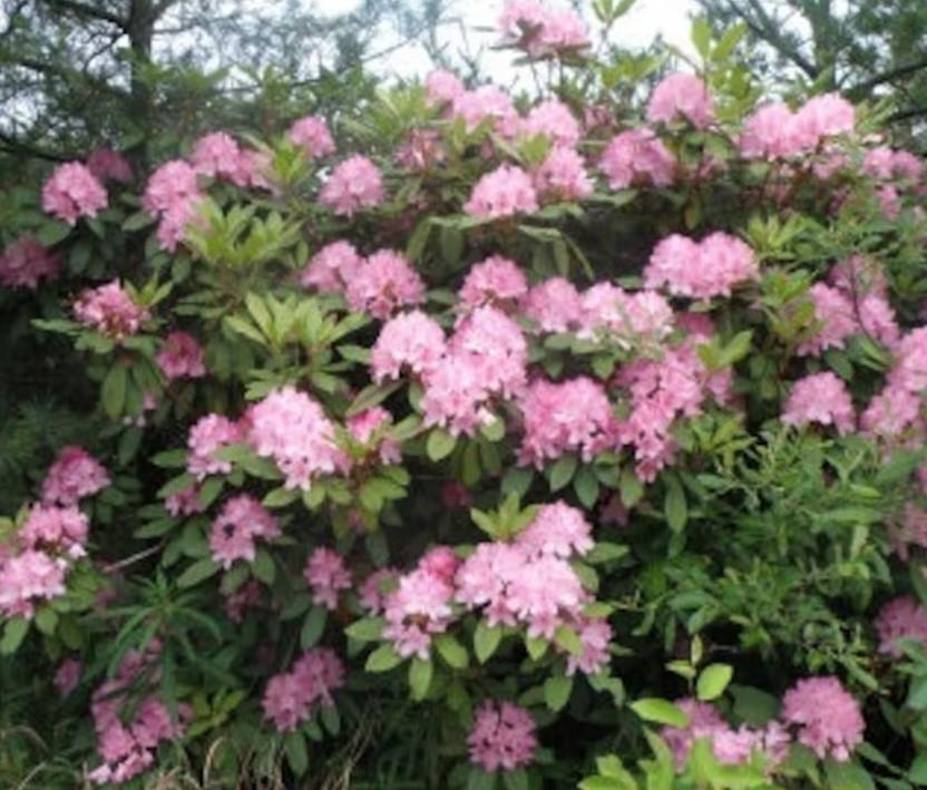 Rhododendron Maximum Pink