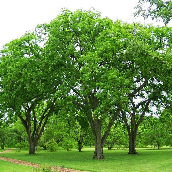 Ulmus americana Prairie Expedition™
