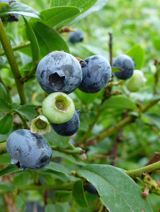Vaccinium Northcountry