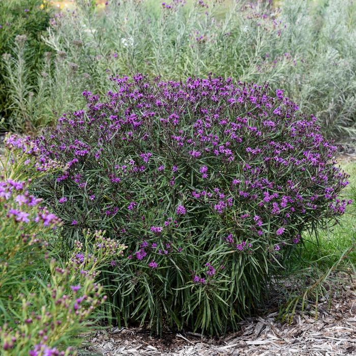 Vernonia Prairie Princess