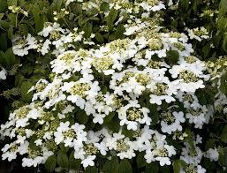 Viburnum plicatum f. tomentosum Summer Snowflake