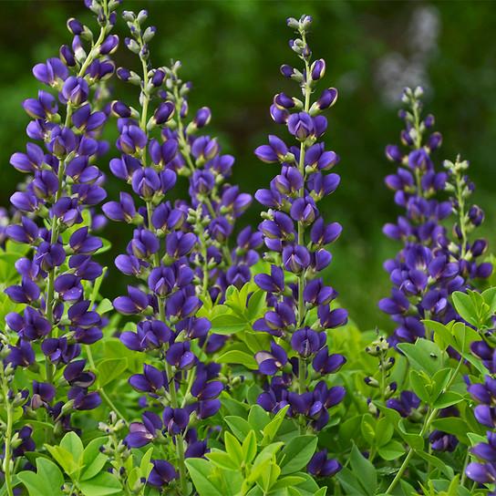 Baptisia Decadence® Sparkling Sapphires