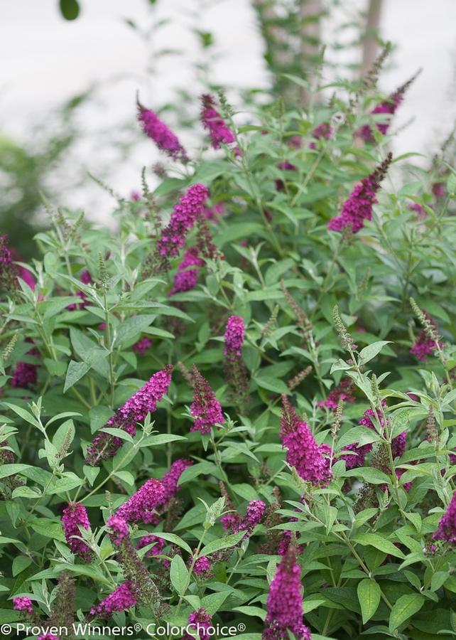 Buddleia Miss Molly