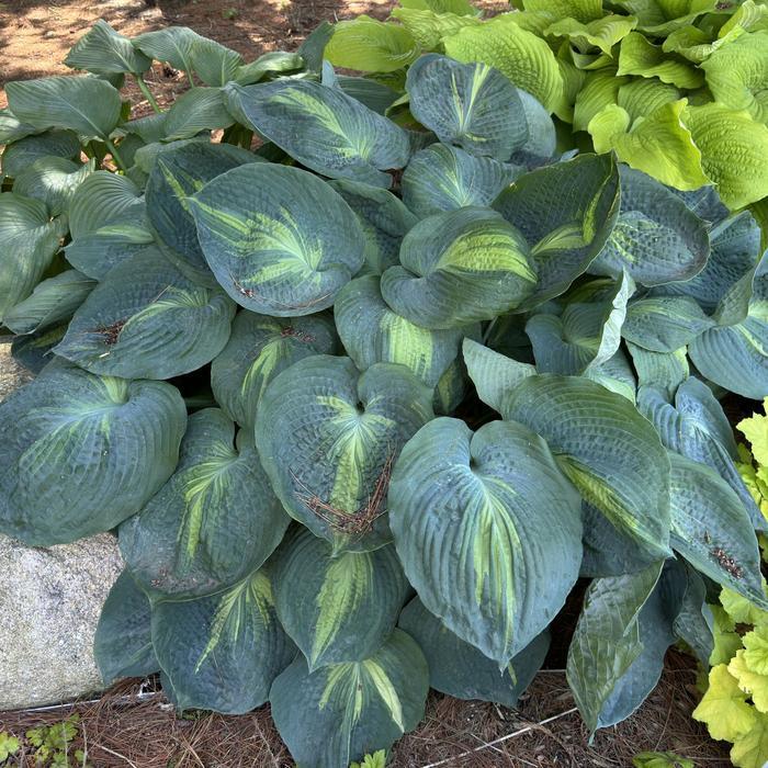 Hosta Shadowland® Hudson Bay