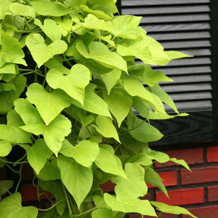 Ipomoea batatas SolarTower™ Lime