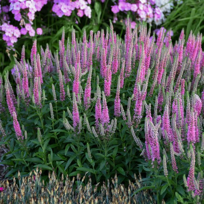 Veronica Magic Show® Pink Potion