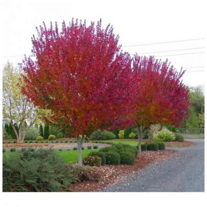 Acer r. Magnificent Magenta
