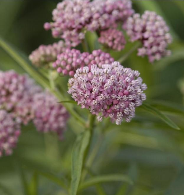 Asclepias incarnata