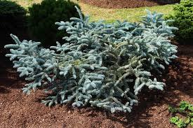 Abies p. Glauca Prostrate Form