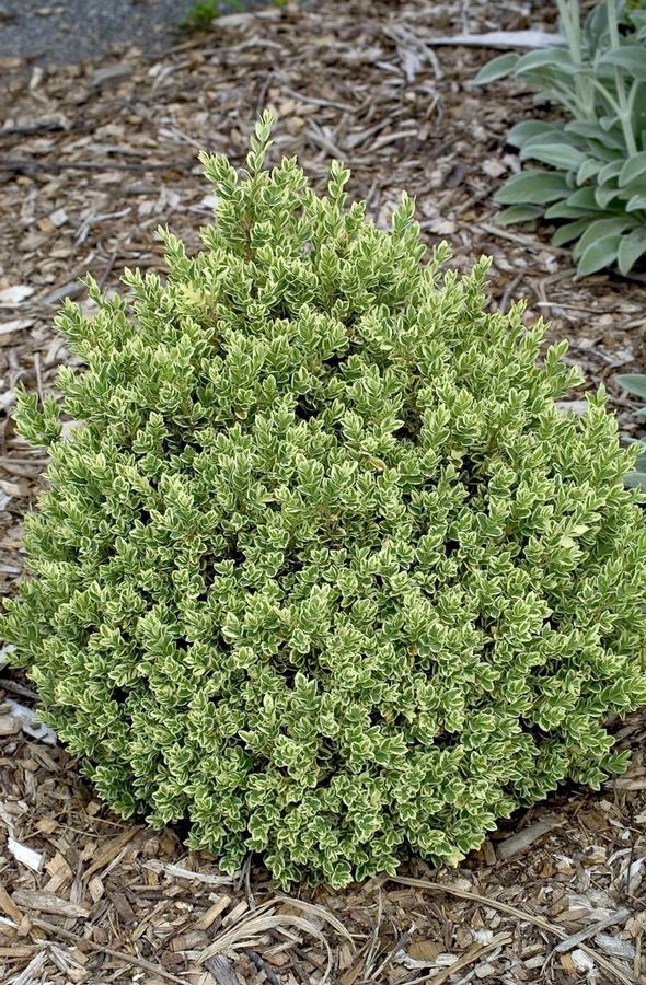 Buxus sempervirens Variegata