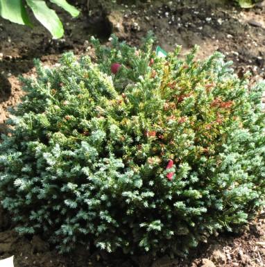 Chamaecyparis pisifera Blue Moon