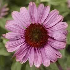 Echinacea purpurea Prairie Splendor™ Rose Compact